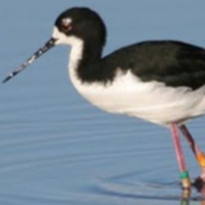 Meet your Posher, Molokai